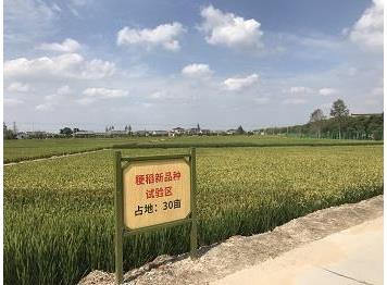 江苏盐城水稻电动闸阀自动控制项目